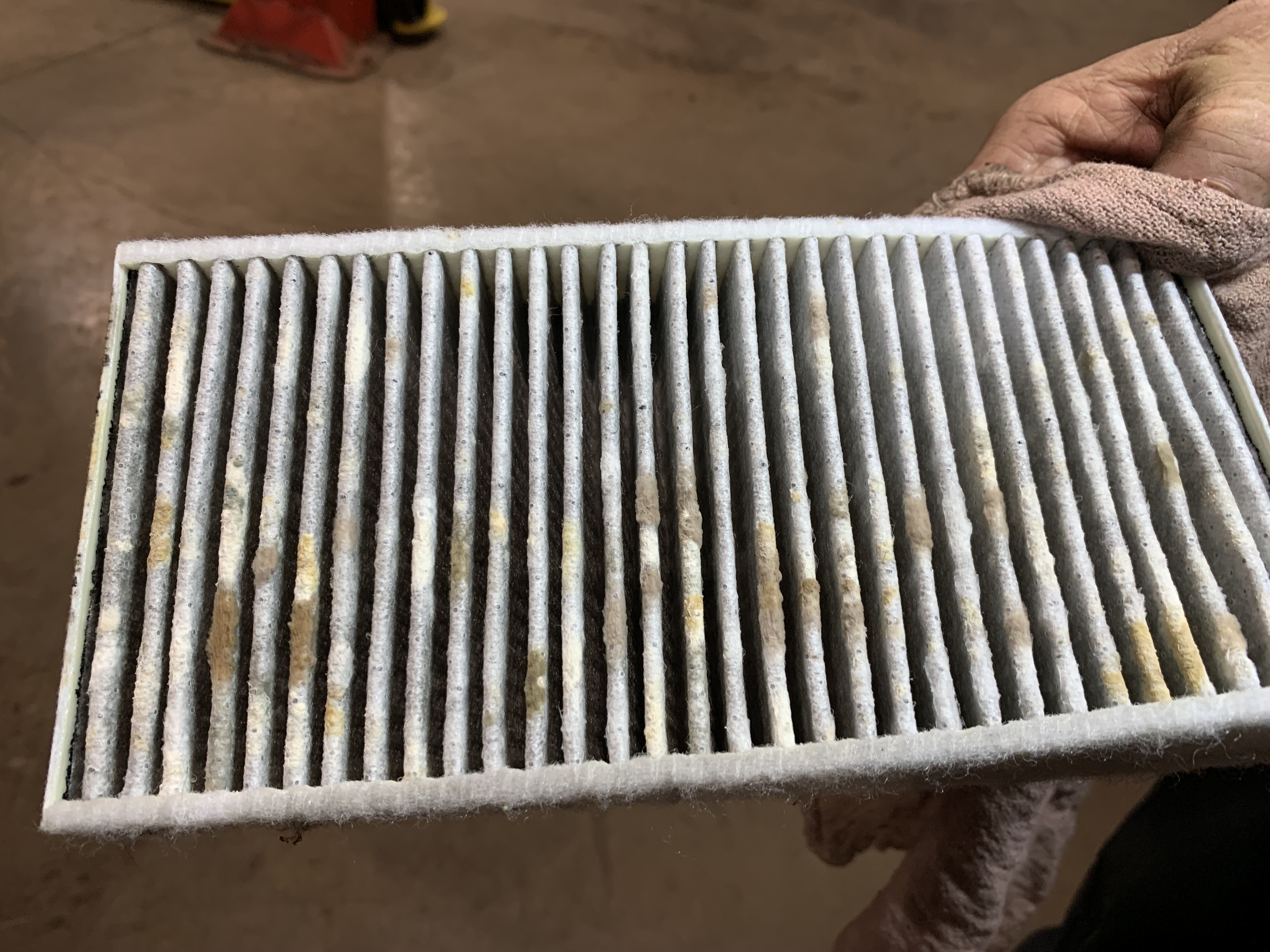 Moldy Cabin Air Filter Replacement | Lou's Car Care Center, Inc.